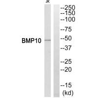 BMP10 antibody