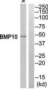 BMP10 antibody