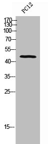 BMP15 Antibody