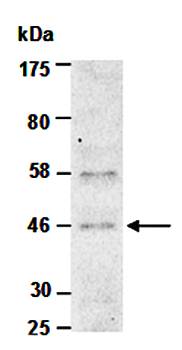 BMP2 antibody