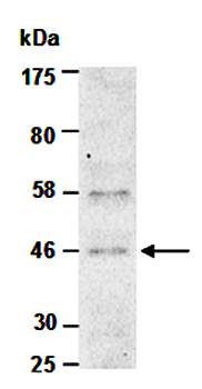 BMP2 (N) Antibody, Rabbit Polyclonal