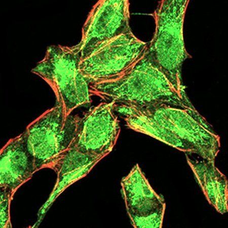 BMP4 Antibody