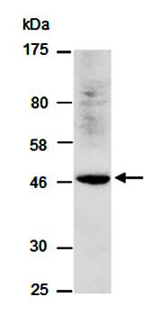 BMP4 (C) Antibody, Rabbit Polyclonal