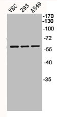 BMP5 antibody