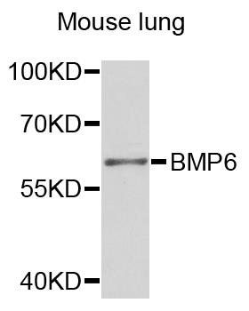 BMP6 antibody