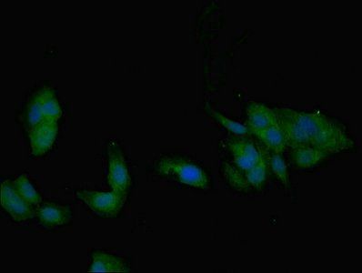 BMP7 Antibody