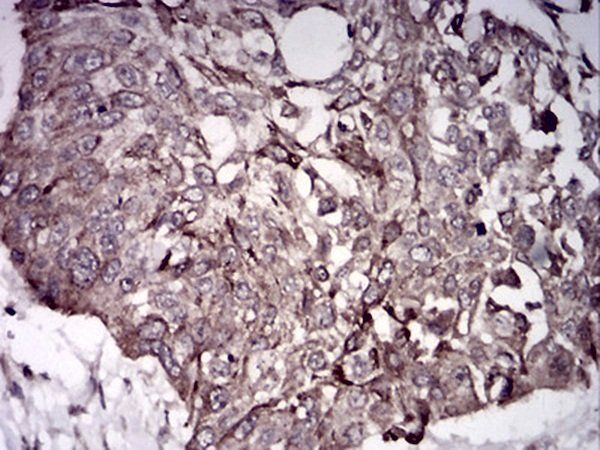 BMP7 Antibody