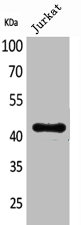 BMP8A Antibody