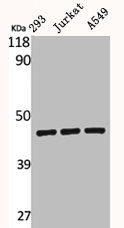 BMP8A Antibody