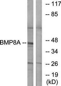 BMP8A antibody