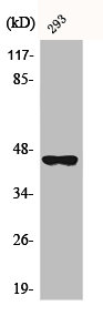 BMP8B antibody