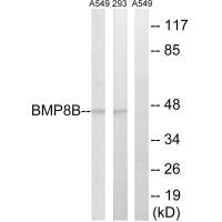 BMP8B antibody