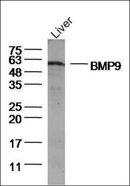 BMP9 antibody