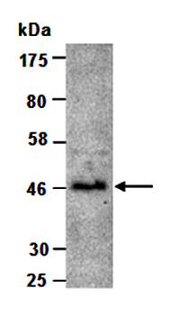BMP9 (N) Antibody, Rabbit Polyclonal