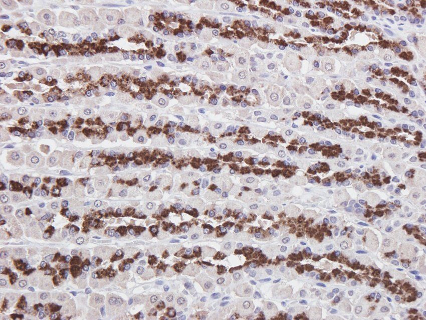 BMR1A antibody