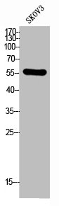 BMPR1A Antibody