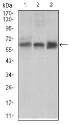 BMPR1A Antibody