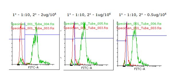 BMPR2 antibody