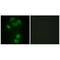 BMX Antibody