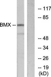 BMX Antibody