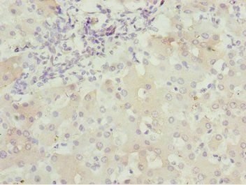 BNIP1 Antibody