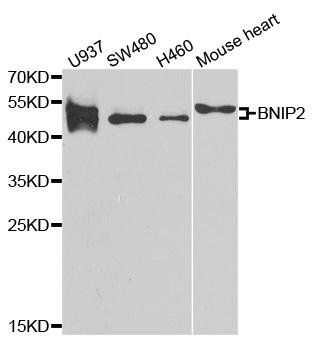 BNIP2 antibody