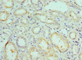 BNIP3 Antibody