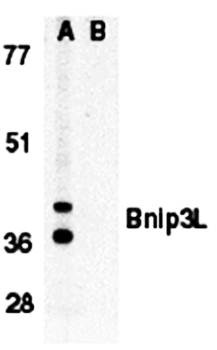 Bnip3L Antibody