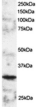 Goat anti-BOB1 / OCAB / OBF1 Antibody