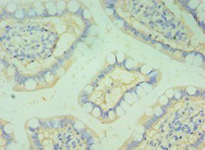 BOC Antibody