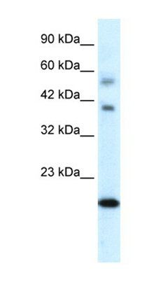 BOLA1 antibody