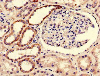 BOLA3 antibody