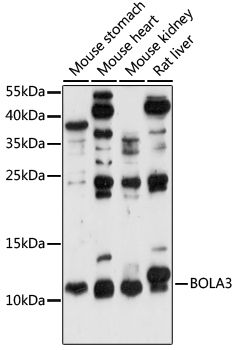 BOLA3 antibody