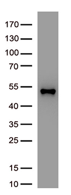 Bone marrow stromal cell antigen 1 (BST1) antibody