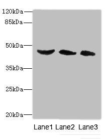 Bone morphogenetic protein 4 antibody