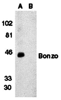 Bonzo Antibody