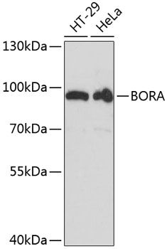 BORA antibody