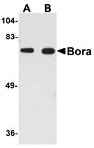 Bora Antibody