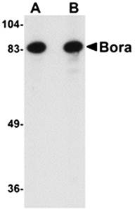 Bora Antibody