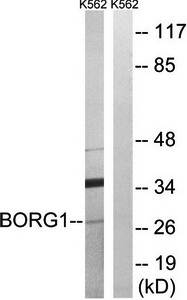 BORG1 antibody