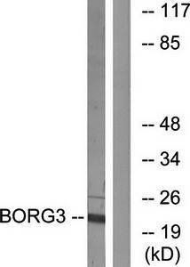 BORG3 antibody