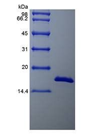 Bovine FGF basic protein