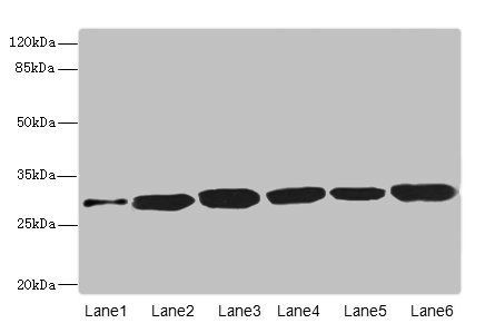 BPGM antibody