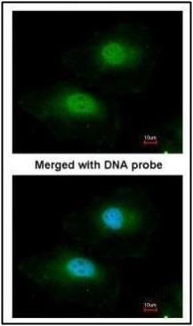 BPGM antibody