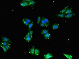 BPI Antibody
