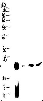Goat anti-BPIFA1 / PLUNC Antibody