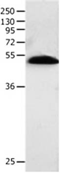 BPIFB2 Antibody