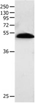 BPIFB2 Antibody