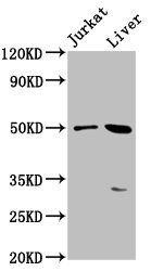 BPIFB3 antibody