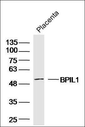 BPIL1 antibody